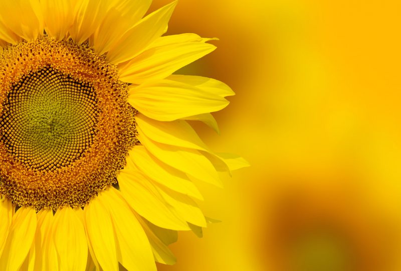Yellow sunflower background | VUMC Voice