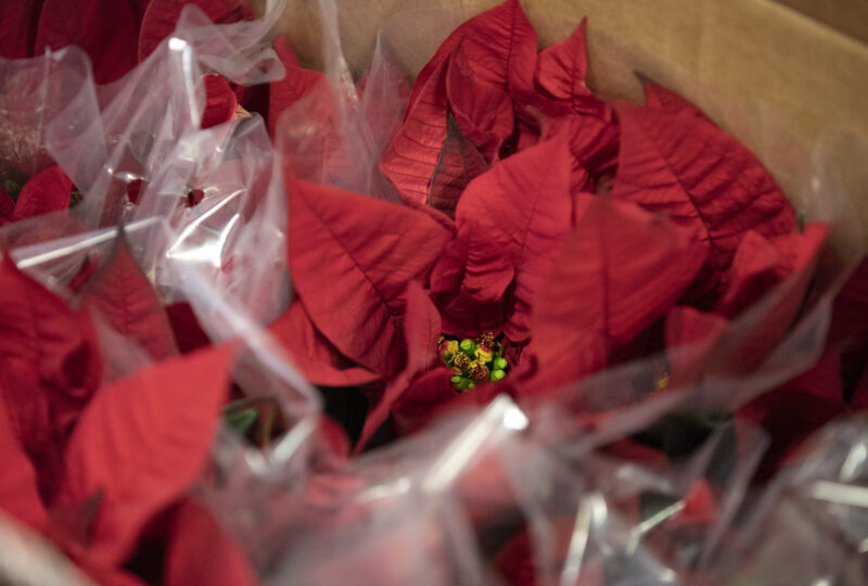 Poinsettia delivery brings cheer to VUH VUMC Voice