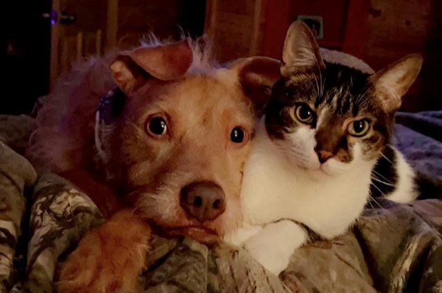 Hank, dog - Dog and Cat Photo Contest